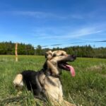 Pes k adopci Frodo, 4 ROKY – fotografie 24