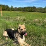 Pes k adopci Frodo, 4 ROKY – fotografie 22