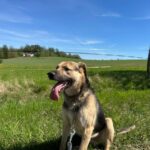 Pes k adopci Frodo, 4 ROKY – fotografie 23