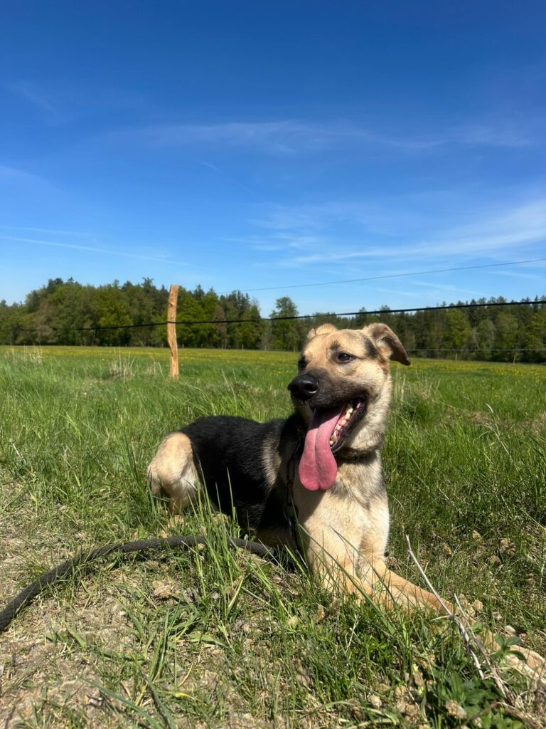Pes k adopci Frodo, 4 ROKY – fotografie 25